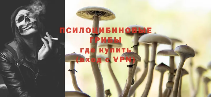 Галлюциногенные грибы Cubensis  Бологое 